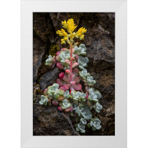 Broadleaf stonecrop-Olympic National Park-Washington State White Modern Wood Framed Art Print by Jones, Adam
