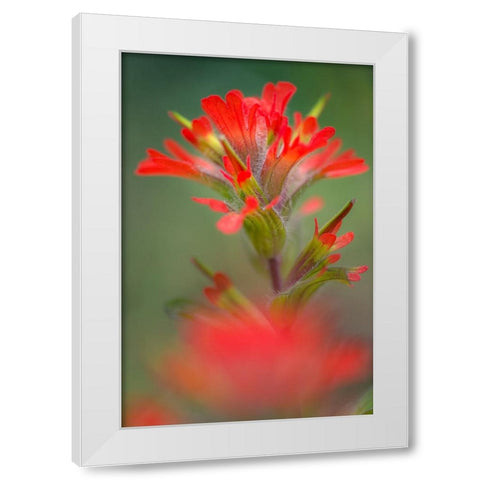 Indian paintbrush-Olympic National Park-Washington State White Modern Wood Framed Art Print by Jones, Adam