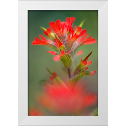 Indian paintbrush-Olympic National Park-Washington State White Modern Wood Framed Art Print by Jones, Adam