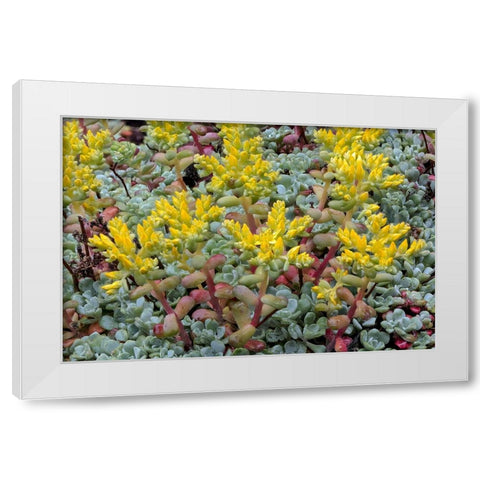 Broadleaf stonecrop-Olympic National Park-Washington State White Modern Wood Framed Art Print by Jones, Adam