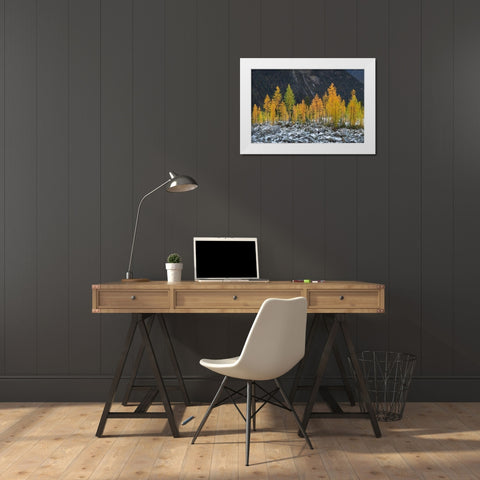 Alpine Larches (Larix lyallii) in autumn color North Cascades-Washington State White Modern Wood Framed Art Print by Majchrowicz, Alan