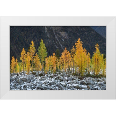 Alpine Larches (Larix lyallii) in autumn color North Cascades-Washington State White Modern Wood Framed Art Print by Majchrowicz, Alan