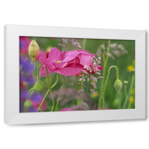 Washington, Bellingham, Shirley poppies White Modern Wood Framed Art Print by Satushek, Steve