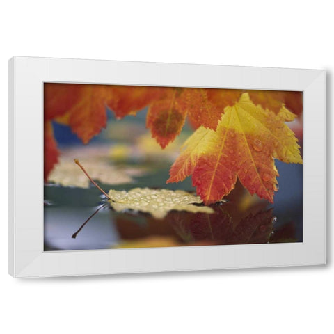 WA, Bellingham, Autumn vine maple leaves White Modern Wood Framed Art Print by Satushek, Steve
