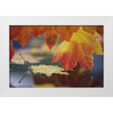 WA, Bellingham, Autumn vine maple leaves White Modern Wood Framed Art Print by Satushek, Steve