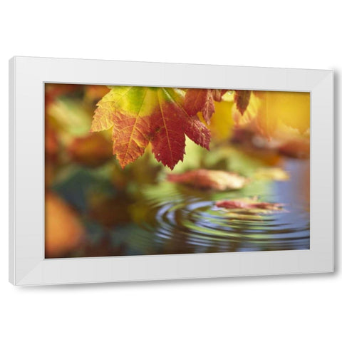 WA, Bellingham, Fall vine maple leaves over pool White Modern Wood Framed Art Print by Satushek, Steve