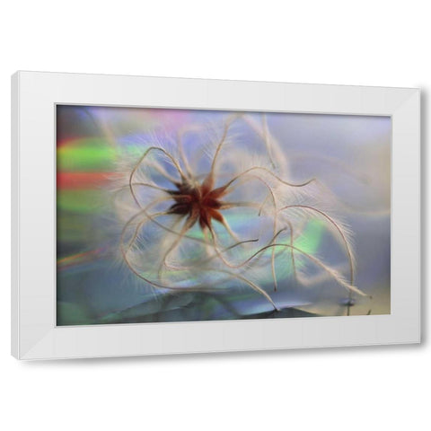 WA, Bellingham, Virgins bower seedhead White Modern Wood Framed Art Print by Satushek, Steve