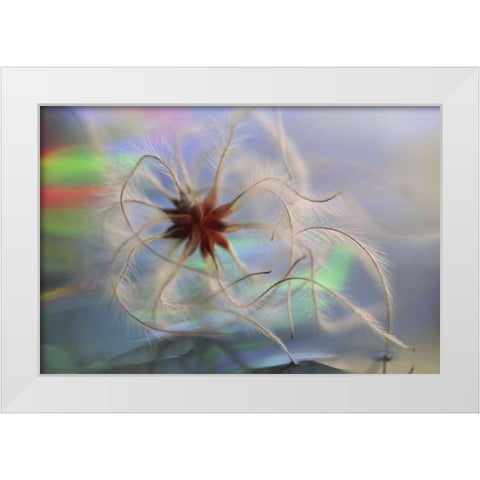 WA, Bellingham, Virgins bower seedhead White Modern Wood Framed Art Print by Satushek, Steve