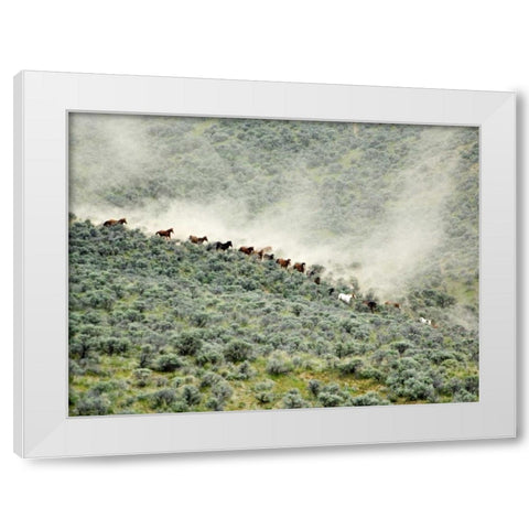 WA, Malaga, Running horses stirring dust White Modern Wood Framed Art Print by Kirkland, Dennis