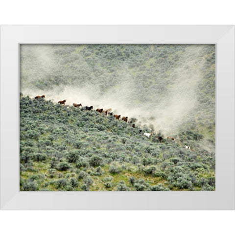 WA, Malaga, Running horses stirring dust White Modern Wood Framed Art Print by Kirkland, Dennis