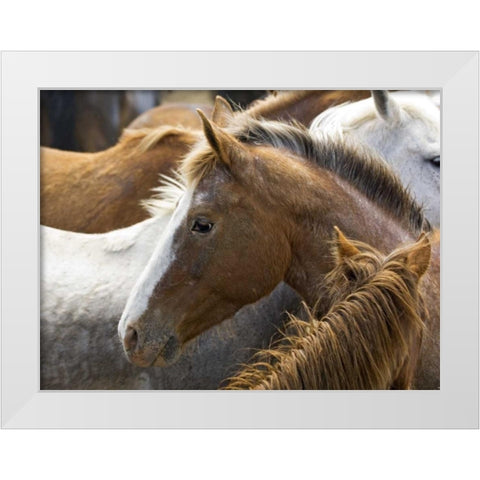 Washington, Malaga, Horse in corral after roundup White Modern Wood Framed Art Print by Kirkland, Dennis