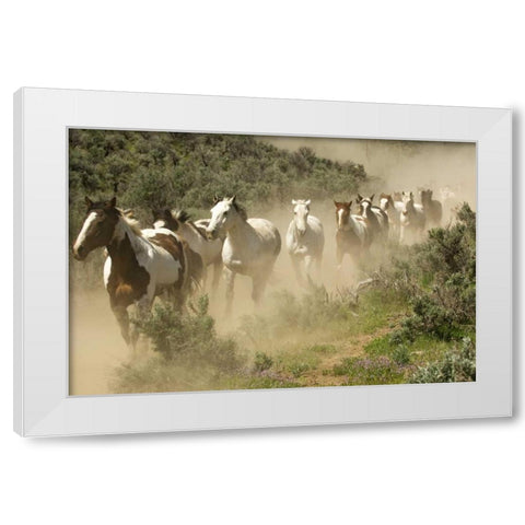 WA, Malaga, Running horses kicking up dust White Modern Wood Framed Art Print by Kirkland, Dennis
