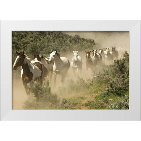 WA, Malaga, Running horses kicking up dust White Modern Wood Framed Art Print by Kirkland, Dennis