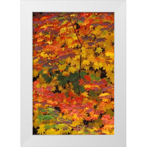 WA, Mt Baker/Snoqualmie NF, Vine maple in fall White Modern Wood Framed Art Print by Kirkland, Dennis