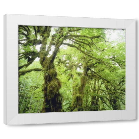 WA, Olympic NP Moss growing from trees White Modern Wood Framed Art Print by Talbot Frank, Christopher