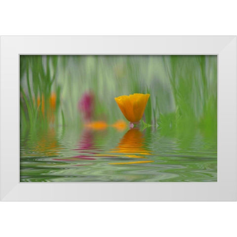 WA, Abstract of California poppy in water White Modern Wood Framed Art Print by Satushek, Steve