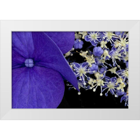USA, Washington, Seattle Close-up of hydrangea White Modern Wood Framed Art Print by Ross, Nancy ,  Steve