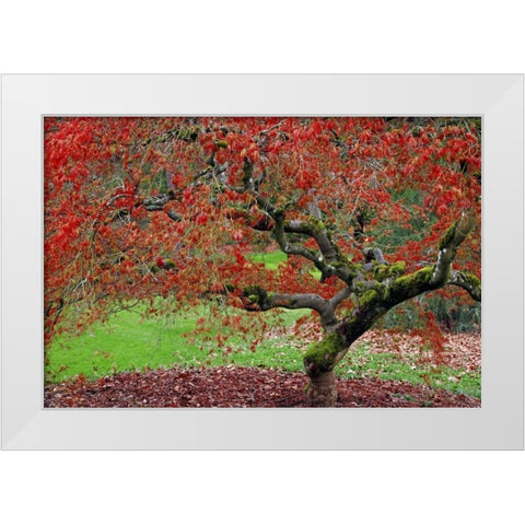 WA, Seattle Japanese maple tree in the Arboretum White Modern Wood Framed Art Print by Paulson, Don