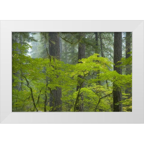 Washington, Mount Rainier NP Ohanapecosh Park White Modern Wood Framed Art Print by Paulson, Don