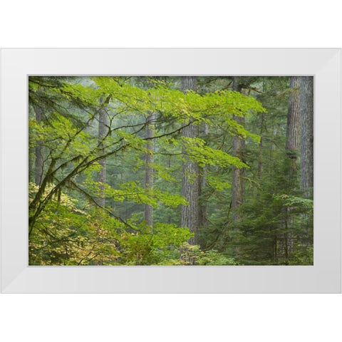 Washington, Mount Rainier NP Ohanapecosh Park White Modern Wood Framed Art Print by Paulson, Don