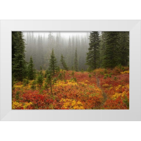 WA, Mount Rainier NP Path through autumn meadow White Modern Wood Framed Art Print by Paulson, Don