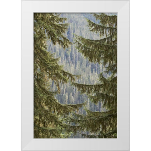 WA, Mountain hemlock trees frame a distant forest White Modern Wood Framed Art Print by Paulson, Don