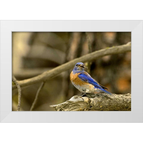 WA, Yakima Western bluebird with food for chicks White Modern Wood Framed Art Print by Welling, Dave