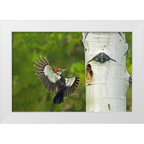 WA, YakimaPleated woodpecker at nest with chicks White Modern Wood Framed Art Print by Welling, Dave