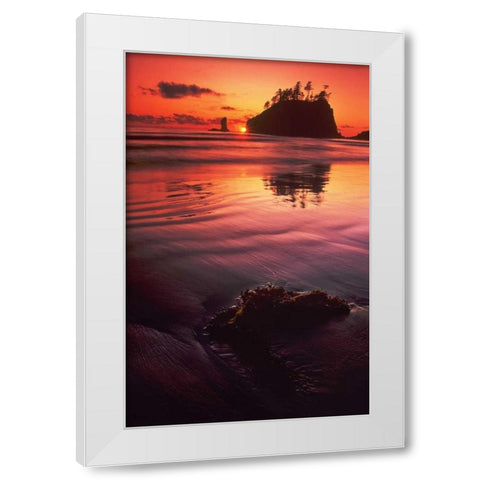 WA, Olympic NP Sunset over sea stacks White Modern Wood Framed Art Print by Welling, Dave