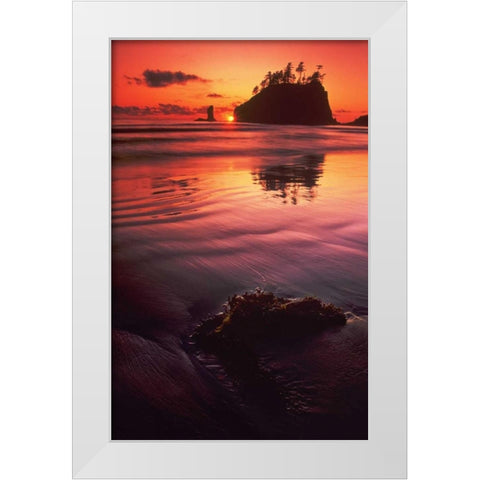 WA, Olympic NP Sunset over sea stacks White Modern Wood Framed Art Print by Welling, Dave