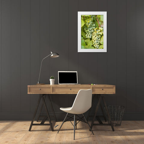 WA, Quincy Detail of Semillon grapes in vineyard White Modern Wood Framed Art Print by Ross, Nancy ,  Steve