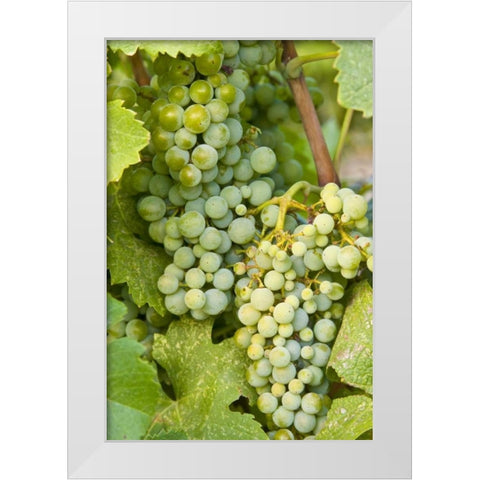 WA, Quincy Detail of Semillon grapes in vineyard White Modern Wood Framed Art Print by Ross, Nancy ,  Steve