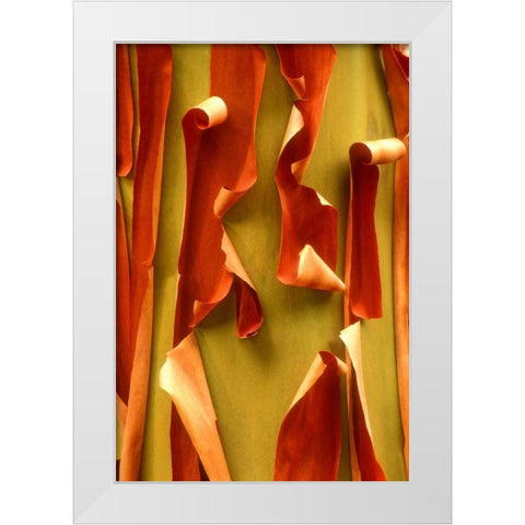 WA, Olympic NP Pacific Madrone tree bark detail White Modern Wood Framed Art Print by Welling, Dave