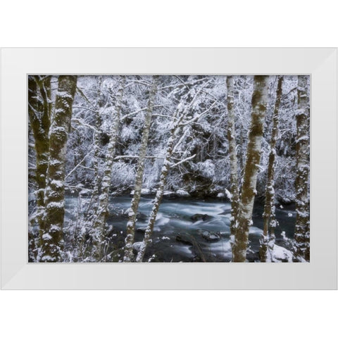 USA, WA, Olympic NP Winter Hamma Hamma River White Modern Wood Framed Art Print by Paulson, Don
