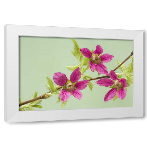 USA,WA, Salmonberry blossoms on branch in spring White Modern Wood Framed Art Print by Paulson, Don