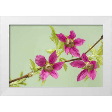USA,WA, Salmonberry blossoms on branch in spring White Modern Wood Framed Art Print by Paulson, Don