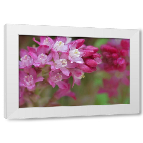 USA,WA, Red-flowering current shrub in spring White Modern Wood Framed Art Print by Paulson, Don
