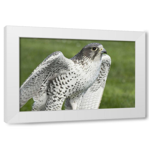 USA,Washington,Seattle Close-up of Gyrfalcon White Modern Wood Framed Art Print by Paulson, Don