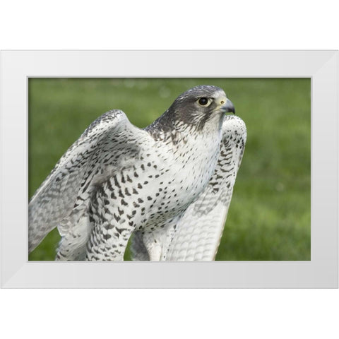 USA,Washington,Seattle Close-up of Gyrfalcon White Modern Wood Framed Art Print by Paulson, Don