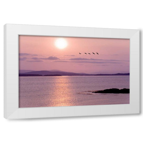 WA, San Juan Isl Birds flying at sunset White Modern Wood Framed Art Print by Paulson, Don