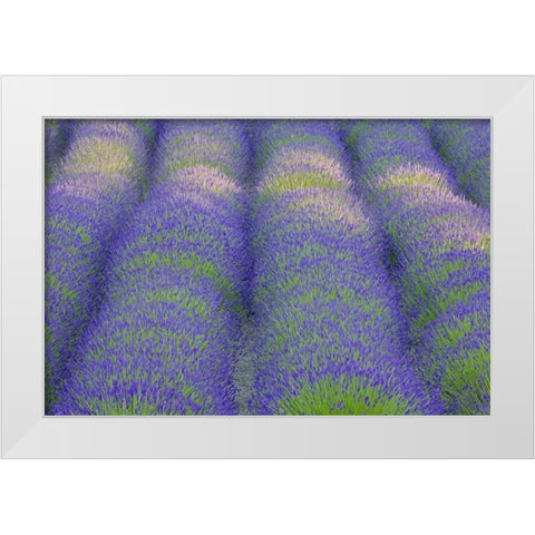 Washington, Bainbridge Island Lavender in garden White Modern Wood Framed Art Print by Paulson, Don
