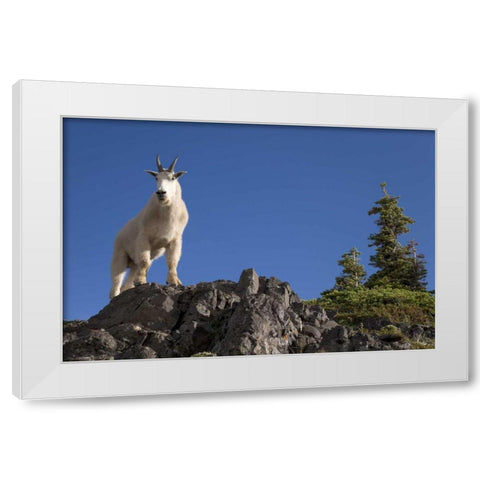 Olympic NP, Klahhane Ridge Male mountain goat White Modern Wood Framed Art Print by Paulson, Don