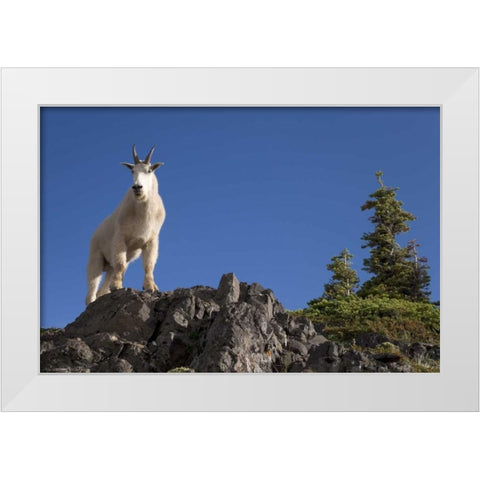 Olympic NP, Klahhane Ridge Male mountain goat White Modern Wood Framed Art Print by Paulson, Don