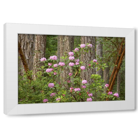 WA, Seabeck Rhododendron flowers grow in forest White Modern Wood Framed Art Print by Paulson, Don