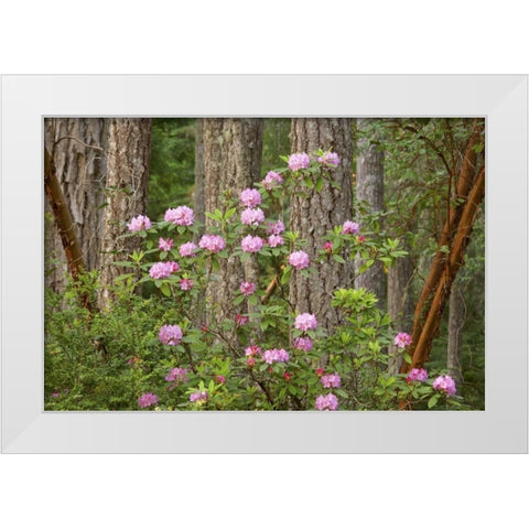 WA, Seabeck Rhododendron flowers grow in forest White Modern Wood Framed Art Print by Paulson, Don