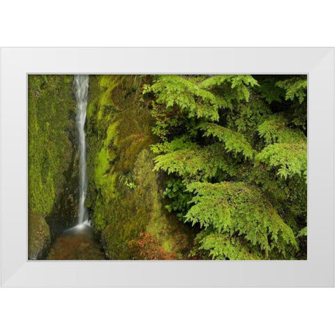 WA, Mt Baker Wilderness, Small waterfall White Modern Wood Framed Art Print by Paulson, Don