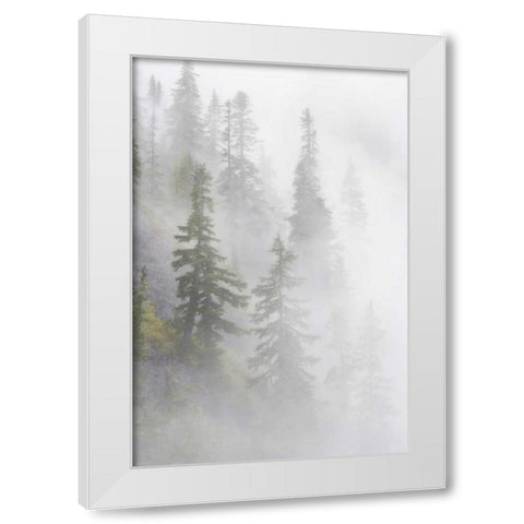 WA, Mt Baker Wilderness, Dense fog blanket White Modern Wood Framed Art Print by Paulson, Don