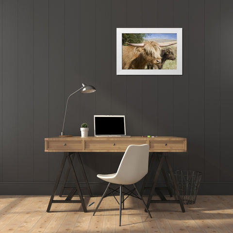 WA, Palouse Scottish highland cattle and calf White Modern Wood Framed Art Print by Paulson, Don