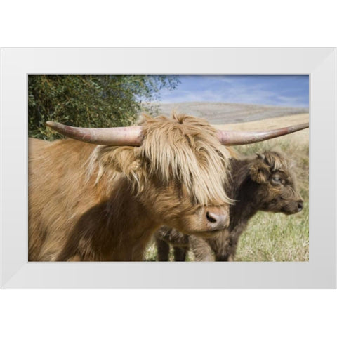 WA, Palouse Scottish highland cattle and calf White Modern Wood Framed Art Print by Paulson, Don