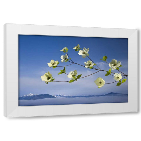 WA, Hood Canal Pacific dogwood blossoms White Modern Wood Framed Art Print by Paulson, Don